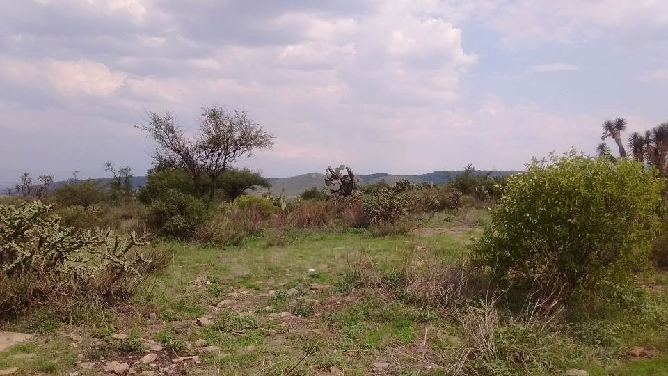 Imagen de REMATO 42 HECTÁREAS EN TEQUISQUIAPAN CON ESCRITURAS!!! numero 4