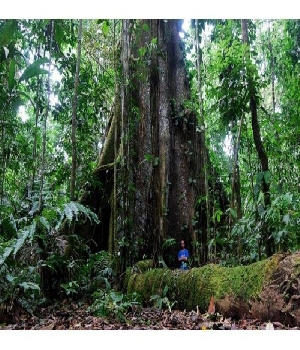 Imagen de Peru  Excelente InversiÃ³n Turistica Peruana selva Virgen