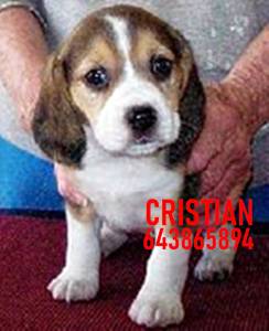 Imagen de CACHORROS BEAGLE numero 2