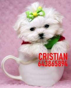 Imagen de CACHORROS BICHON MALTES numero 3