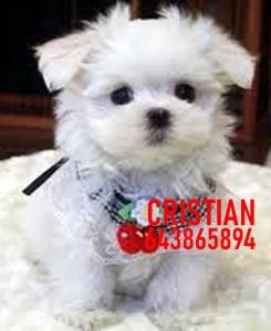 Imagen de CACHORROS BICHON MALTES numero 4