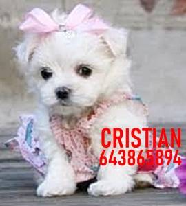 Imagen de CACHORROS BICHON MALTES numero 2