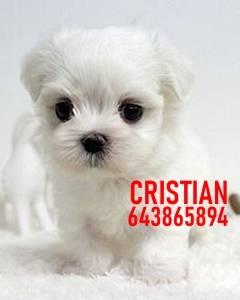 Imagen de CACHORROS BICHON MALTES numero 1