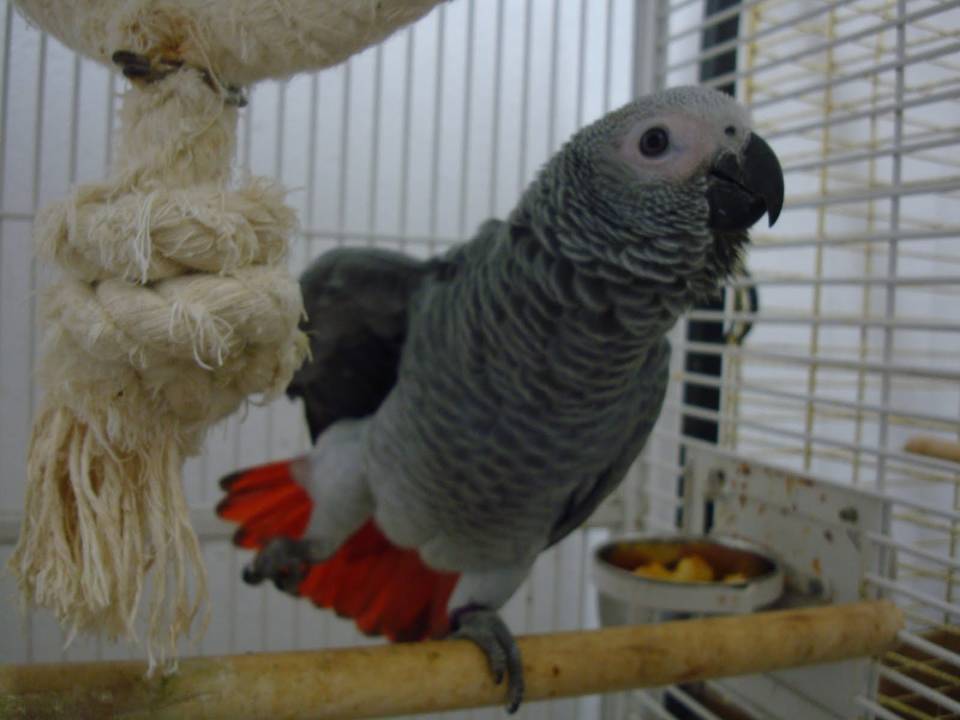 Imagen de Guacamayos azules y dorados y loros Grises Africanos cariñosos disponibles